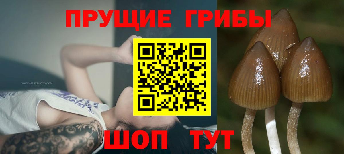 Псилоцибиновые грибы Cubensis  Вход с VPN  Галлюциногенные грибы прущие грибы  Луга 